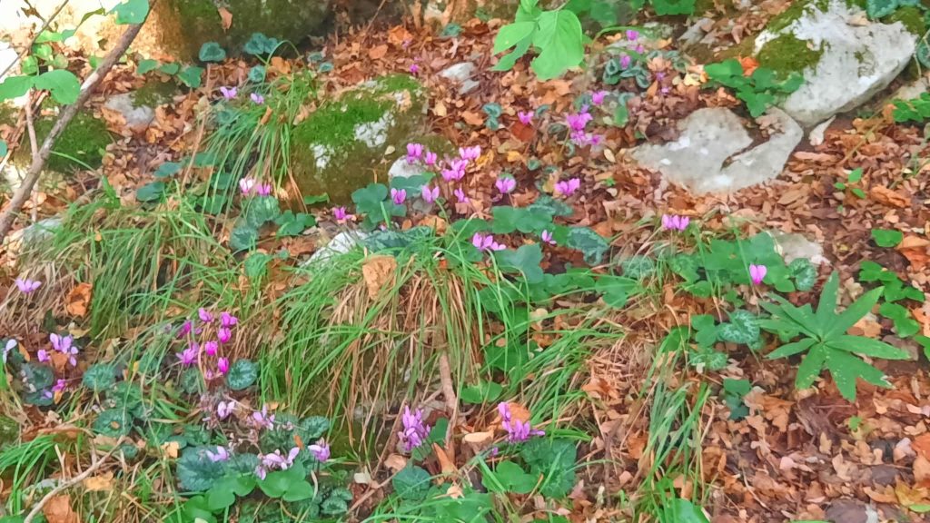 2025-10-01 Bristie (TS) e Agriturismo Briščak