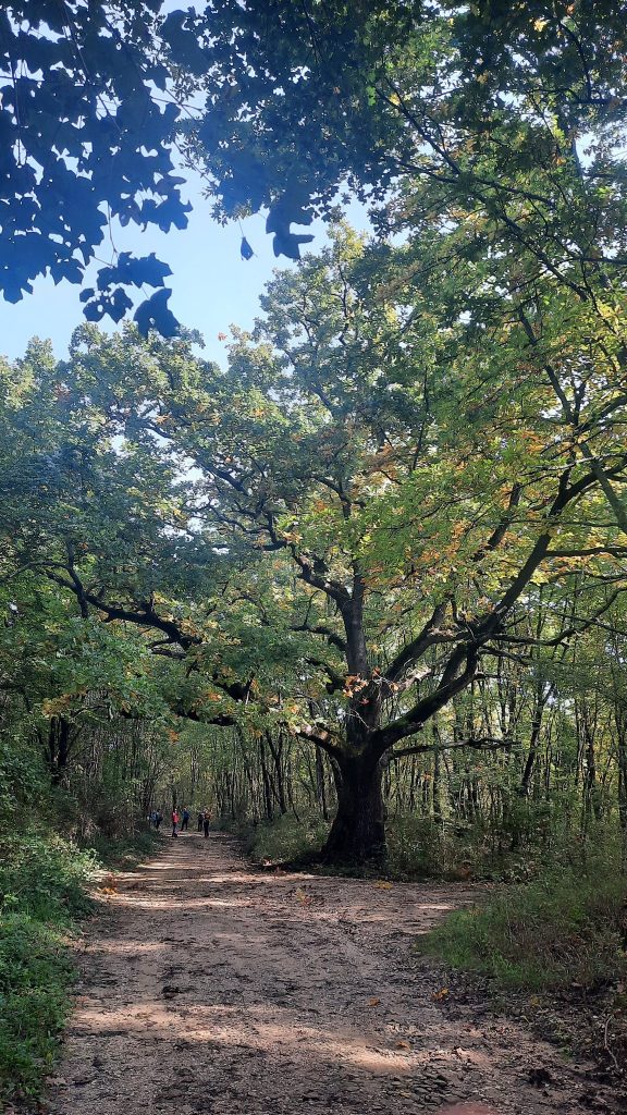 2025-10-11 Vergnacco (CRO)